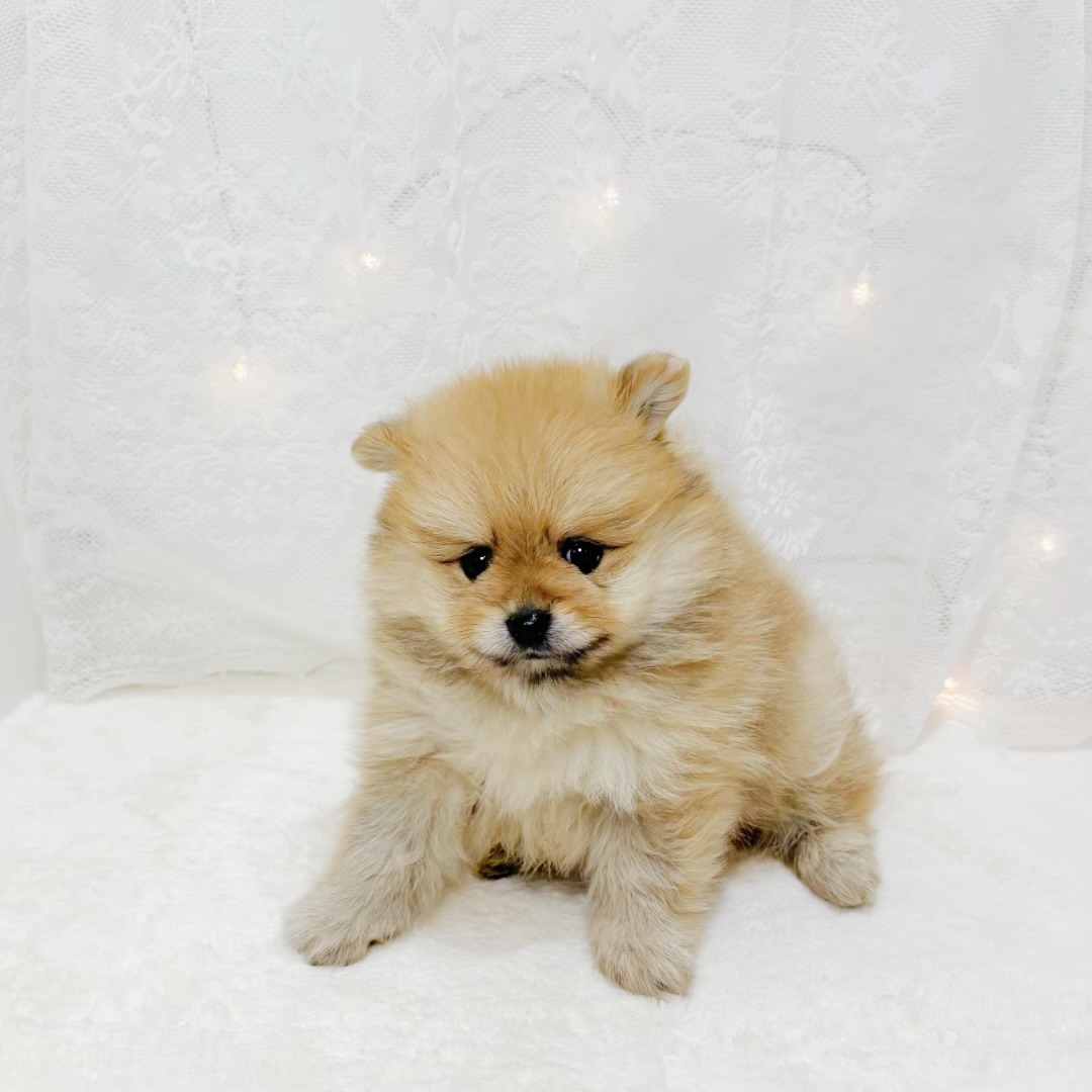 千葉県のポメラニアン (犬の家＆猫の里BIGHOPガーデンモール印西店/2026年3月30日生まれ/男の子/オレンジ)の子犬の2枚目の画像