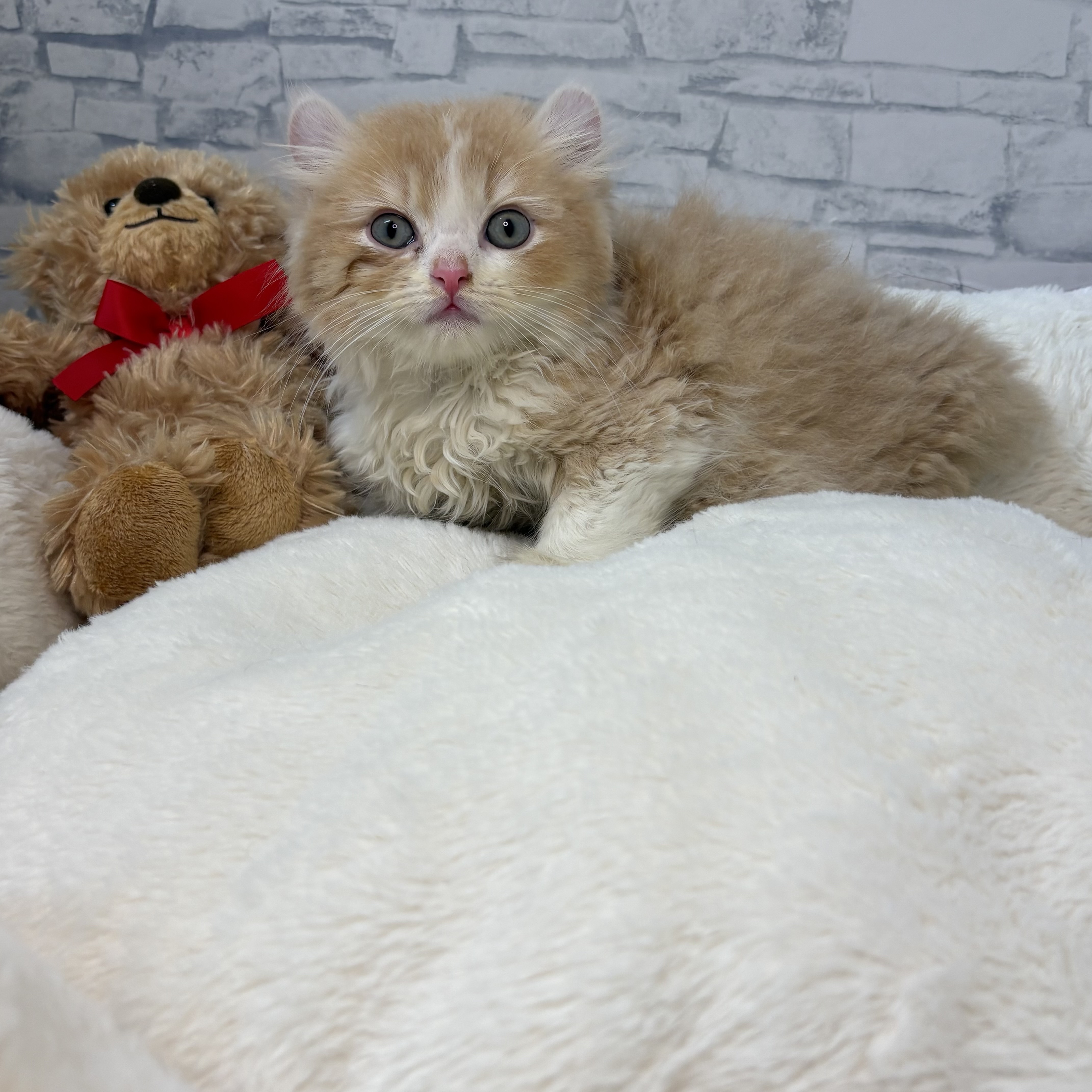 長野県のキンカロー (犬の家＆猫の里長野店/2026年3月25日生まれ/男の子/クリームホワイト)の子猫の2枚目の画像