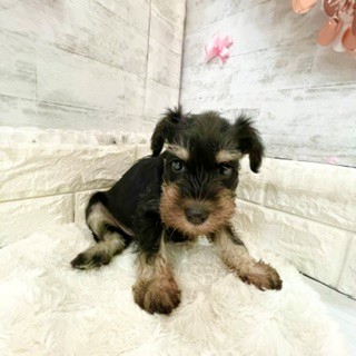 静岡県のミニチュアシュナウザー (犬の家＆猫の里プレ葉ウォーク浜北店/2026年3月28日生まれ/女の子/ブラックシルバー)の子犬の2枚目の画像