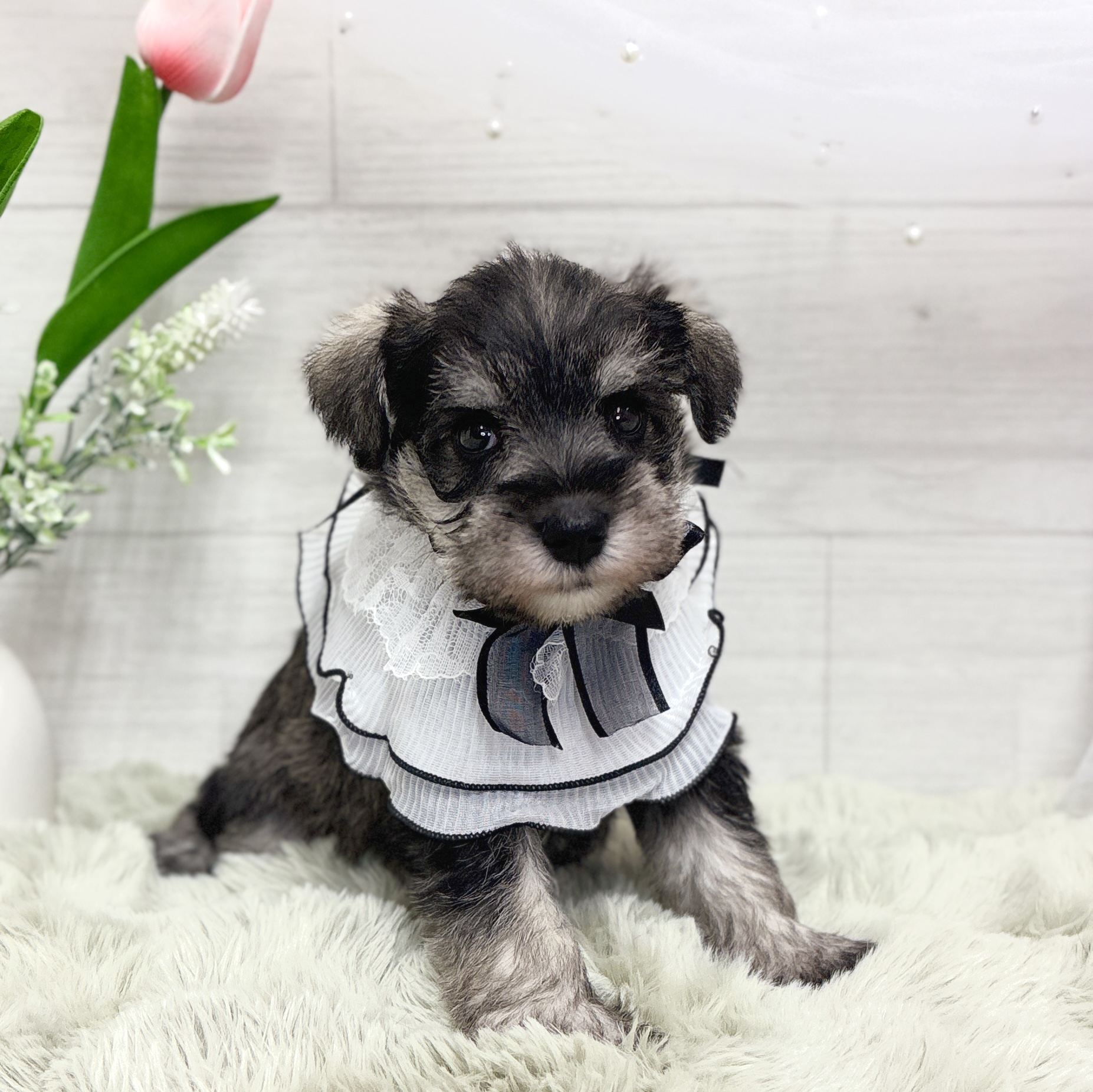 神奈川県のミニチュアシュナウザー (犬の家＆猫の里相模原店/2026年3月31日生まれ/女の子/ソルトペッパー)の子犬の1枚目の画像