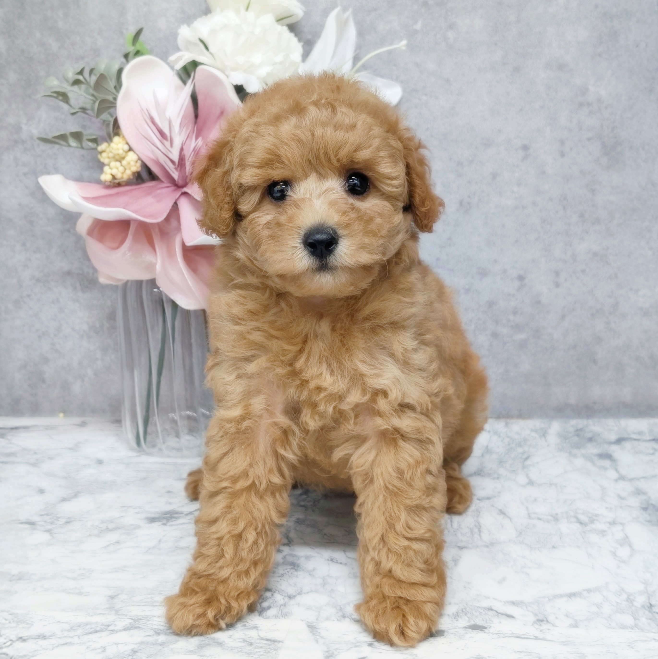 愛知県のトイプードル(トイ) (犬の家＆猫の里安城店/2026年3月30日生まれ/女の子/アプリコット)の子犬の1枚目の画像