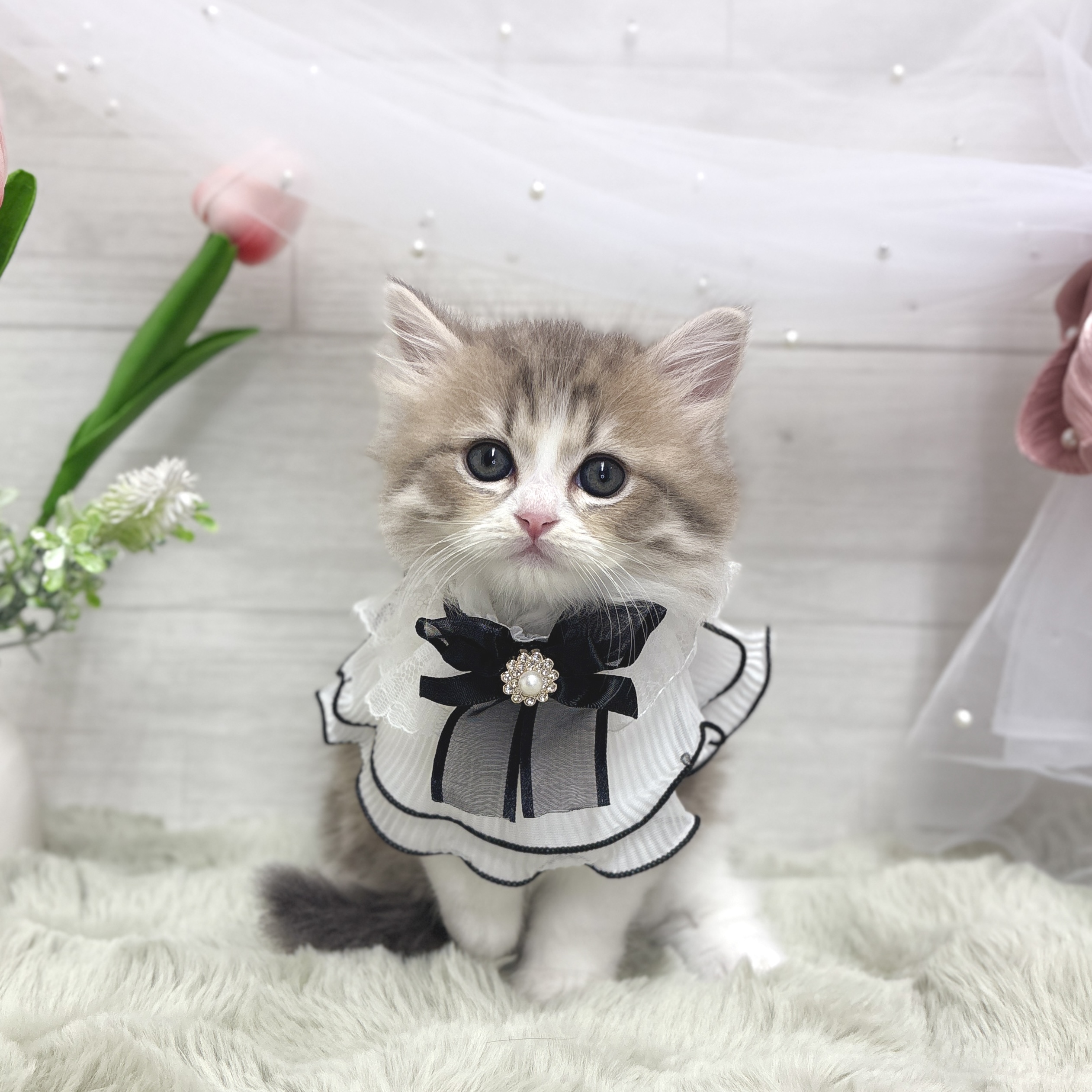 神奈川県のマンチカン (犬の家＆猫の里相模原店/2026年3月31日生まれ/男の子/ブルータビーホワイト)の子猫の1枚目の画像