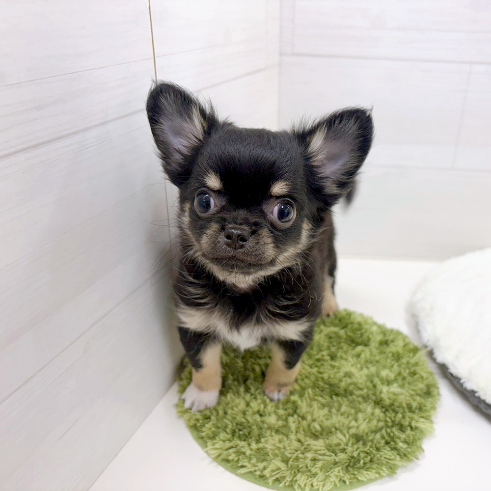 石川県のチワワ(ロング) (犬の家＆猫の里アミーゴ金沢おこばた店/2026年3月31日生まれ/男の子/ブラックタンホワイト)の子犬の2枚目の画像