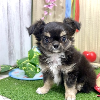神奈川県のチワワ(ロング) (犬の家＆猫の里小田原店/2026年3月30日生まれ/女の子/ブラックタンホワイト)の子犬の1枚目の画像