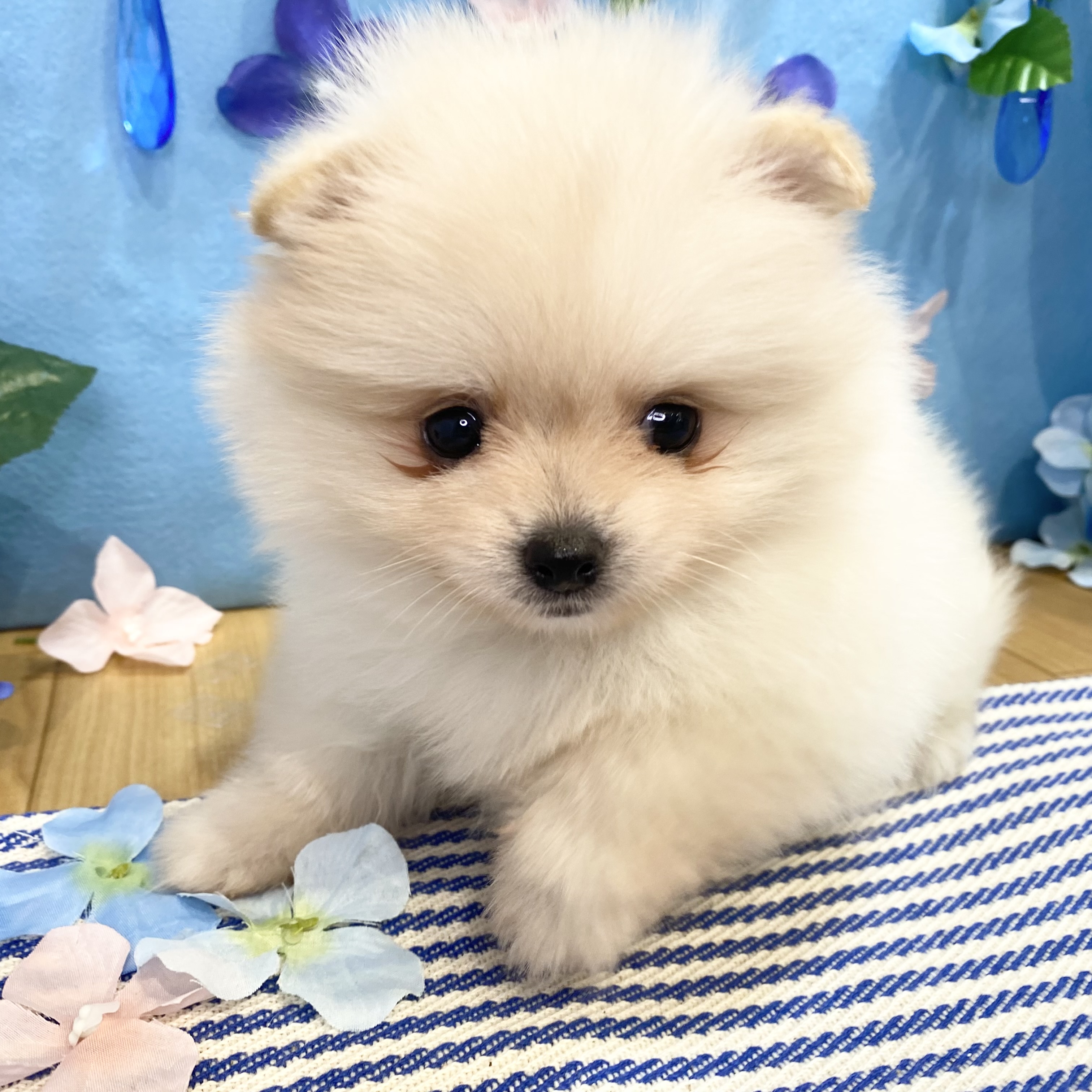 生体画像２
