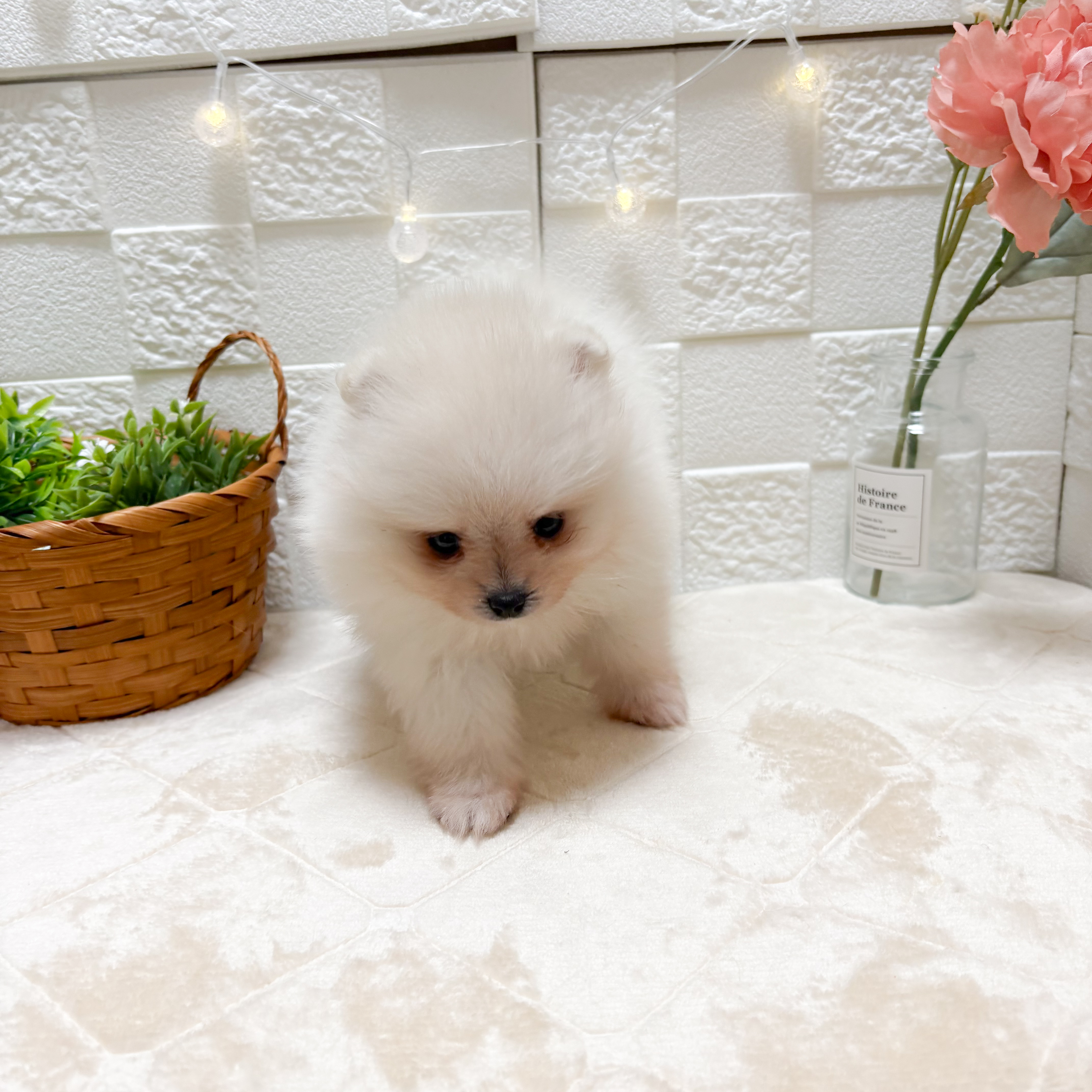 東京都のポメラニアン (犬の家＆猫の里ペットフォレスト小平店/2026年3月31日生まれ/女の子/クリーム)の子犬の2枚目の画像