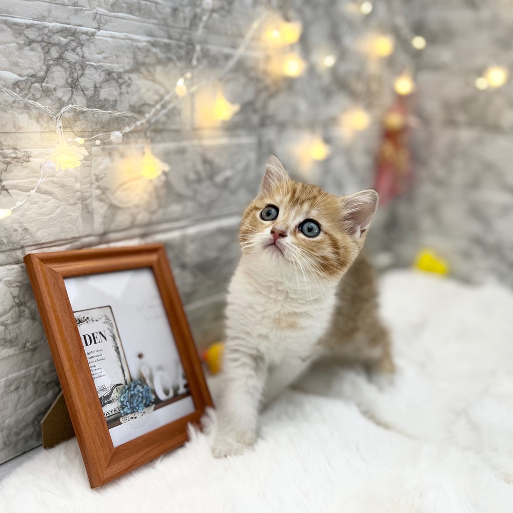 静岡県のブリティッシュショートヘアー (犬の家＆猫の里MEGAドン・キホーテ袋井店/2026年3月31日生まれ/男の子/ゴールデンタビー＆ホワイト)の子猫の2枚目の画像