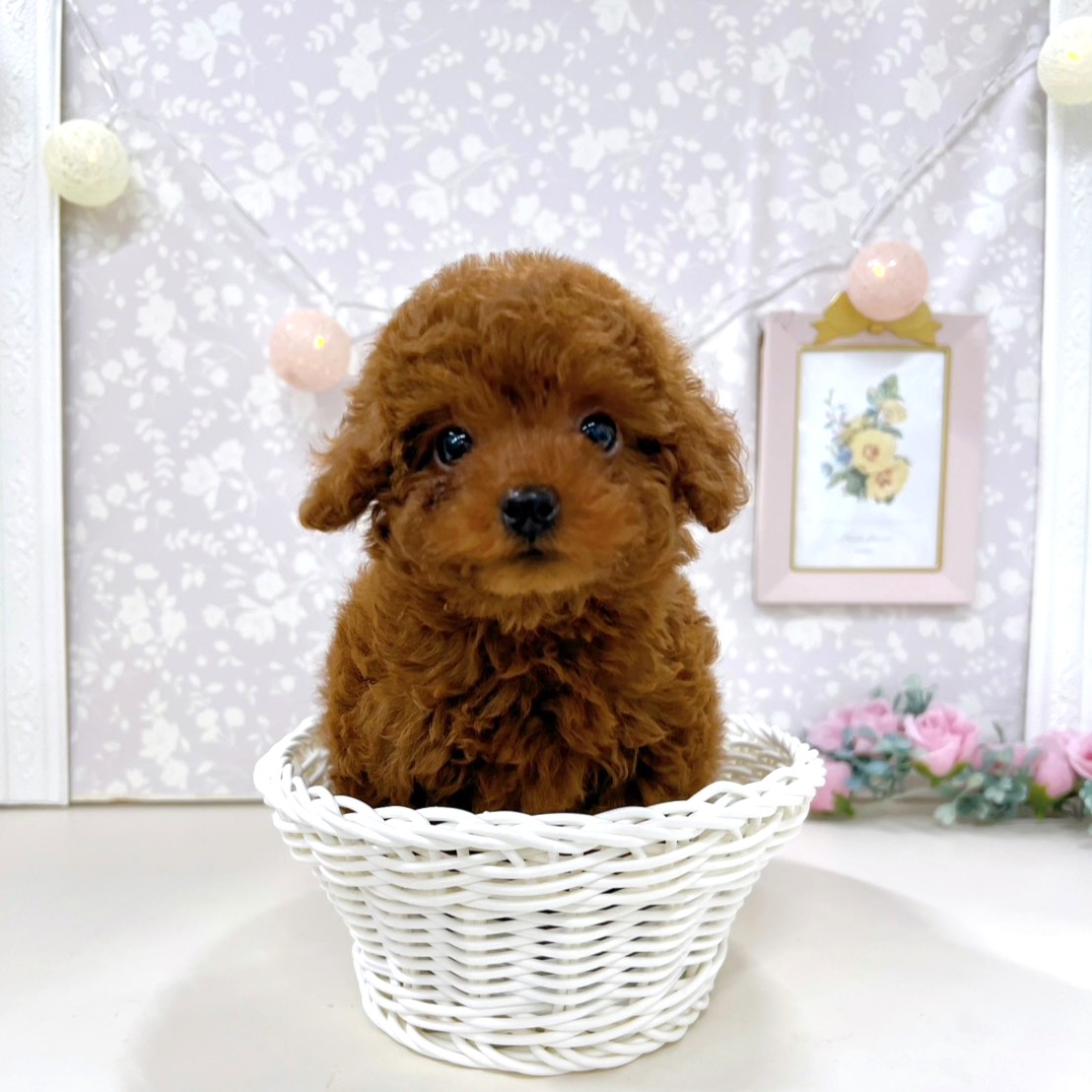 富山県のトイプードル(トイ) (犬の家＆猫の里アミーゴ高岡蓮花寺店/2026年3月30日生まれ/女の子/レッド)の子犬の2枚目の画像