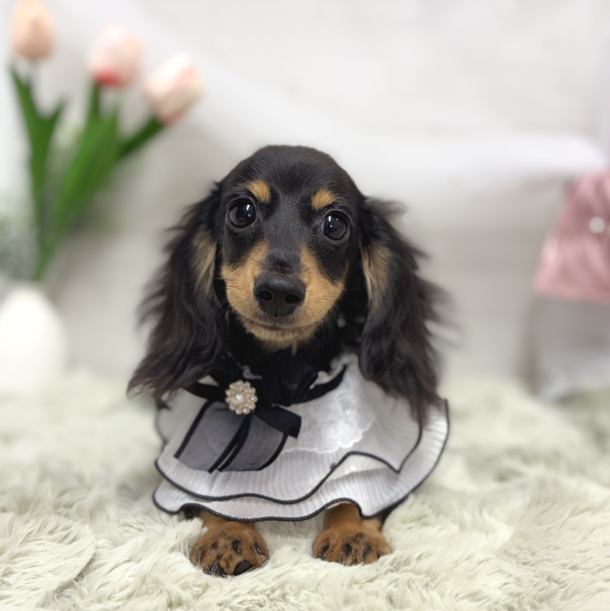 神奈川県のミニチュアダックスフンド(ロング) (犬の家＆猫の里相模原店/2026年3月28日生まれ/男の子/ブラックタン)の子犬の2枚目の画像