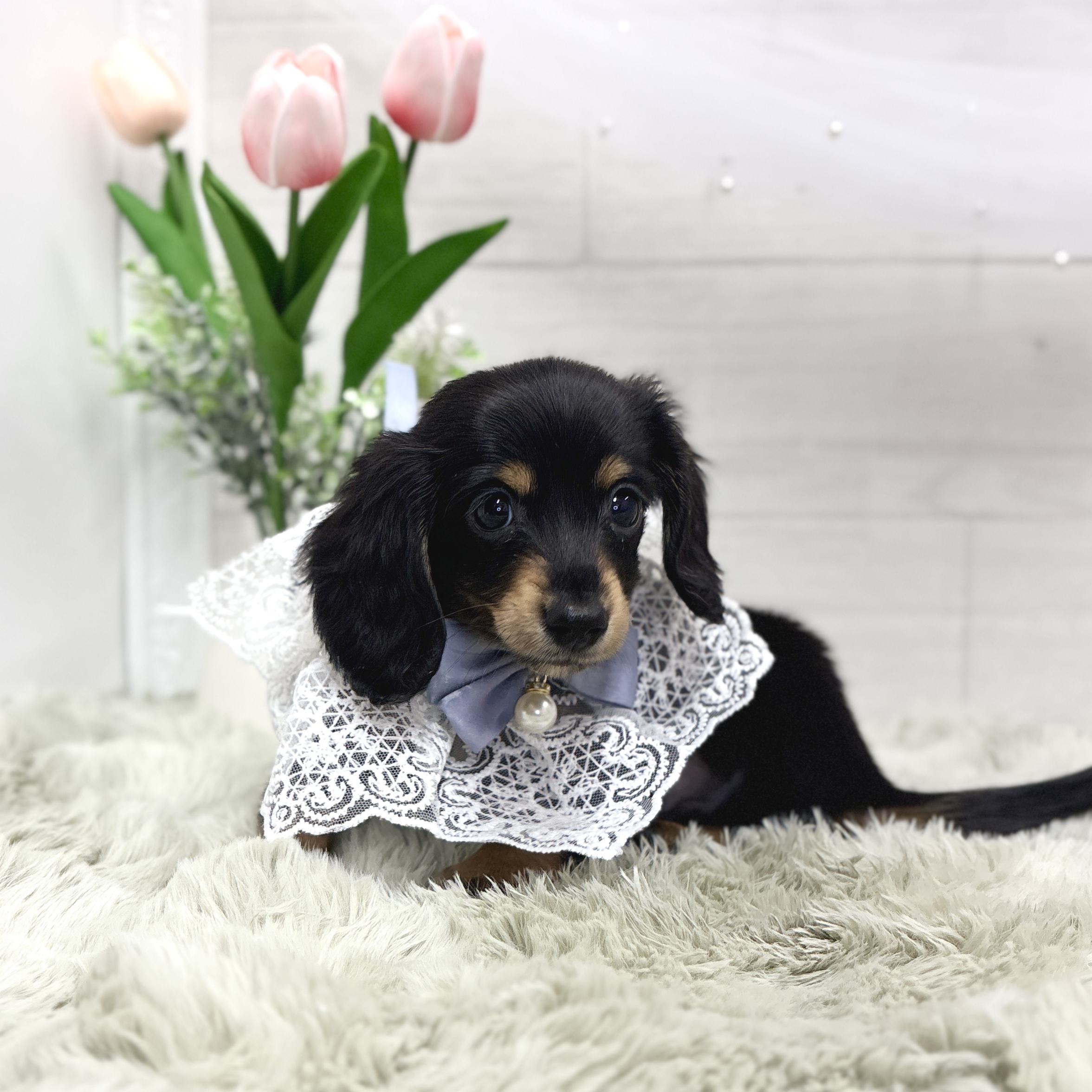 神奈川県のミニチュアダックスフンド(ロング) (犬の家＆猫の里相模原店/2026年3月28日生まれ/男の子/ブラックタン)の子犬の2枚目の画像