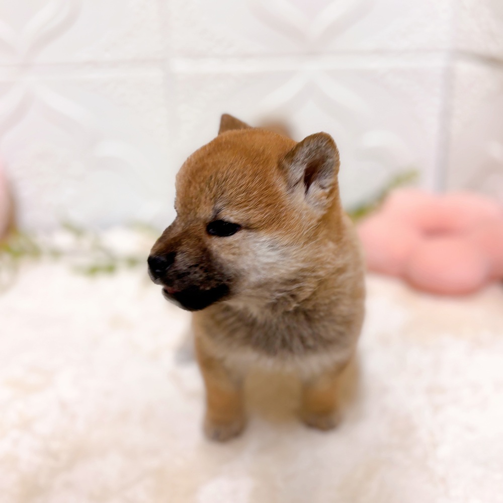愛知県の柴犬(標準サイズ) (犬の家＆猫の里岡崎店/2026年3月28日生まれ/女の子/赤)の子犬の2枚目の画像