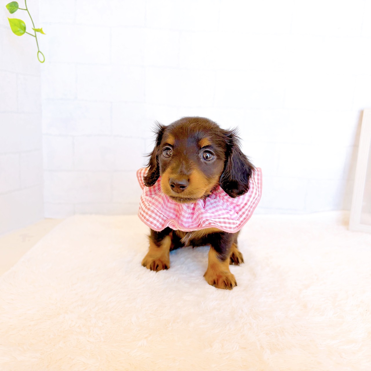 石川県のミニチュアダックスフンド(ロング) (犬の家＆猫の里金沢店/2026年3月31日生まれ/女の子/ブラックタン)の子犬の2枚目の画像