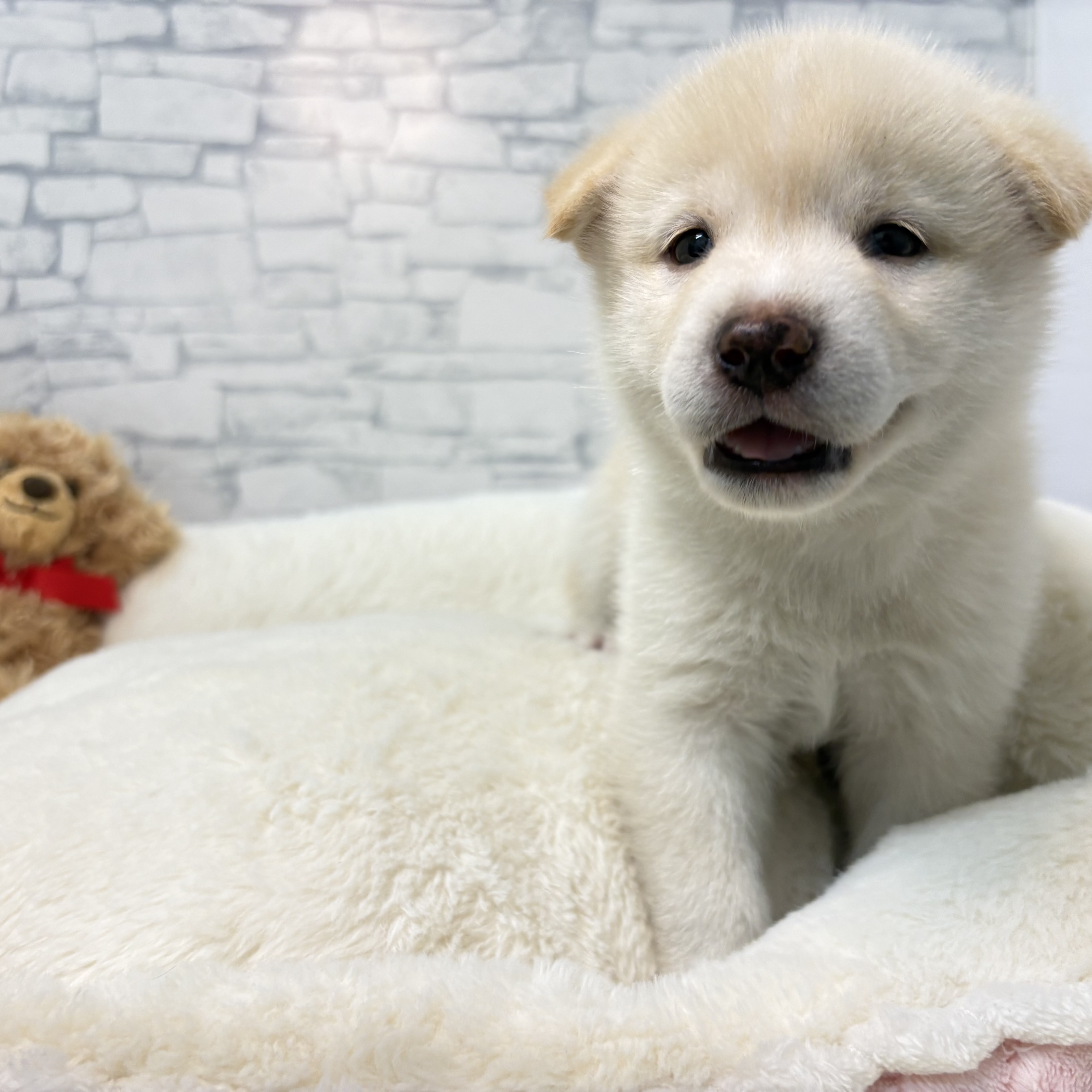 長野県の柴犬(標準サイズ) (犬の家＆猫の里長野店/2026年3月30日生まれ/男の子/白)の子犬の2枚目の画像