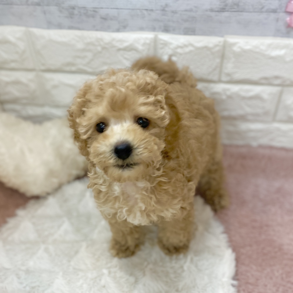 静岡県のトイプードル(トイ) (犬の家＆猫の里プレ葉ウォーク浜北店/2026年3月27日生まれ/男の子/アプリコット)の子犬の2枚目の画像