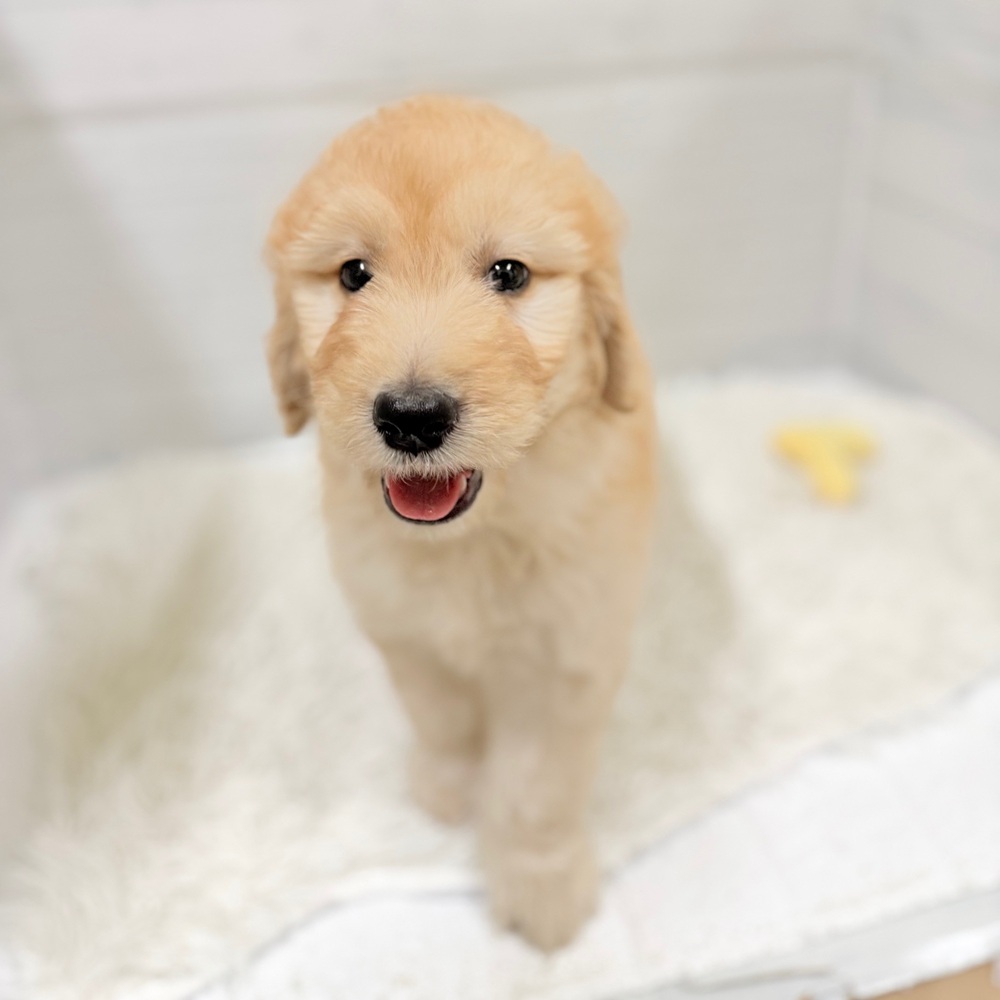 愛知県のゴールデンドゥードゥル(ゴールデン×プードル) (犬の家＆猫の里豊田店/2026年3月28日生まれ/女の子/クリーム)の子犬の2枚目の画像