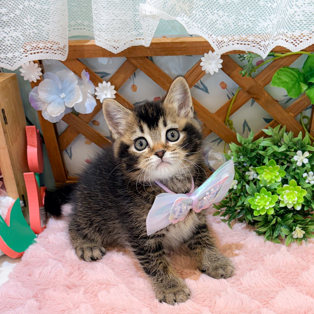 静岡県のスコティッシュフォールド (犬の家＆猫の里富士店/2026年3月29日生まれ/男の子/ブラウンタビー)の子猫の1枚目の画像