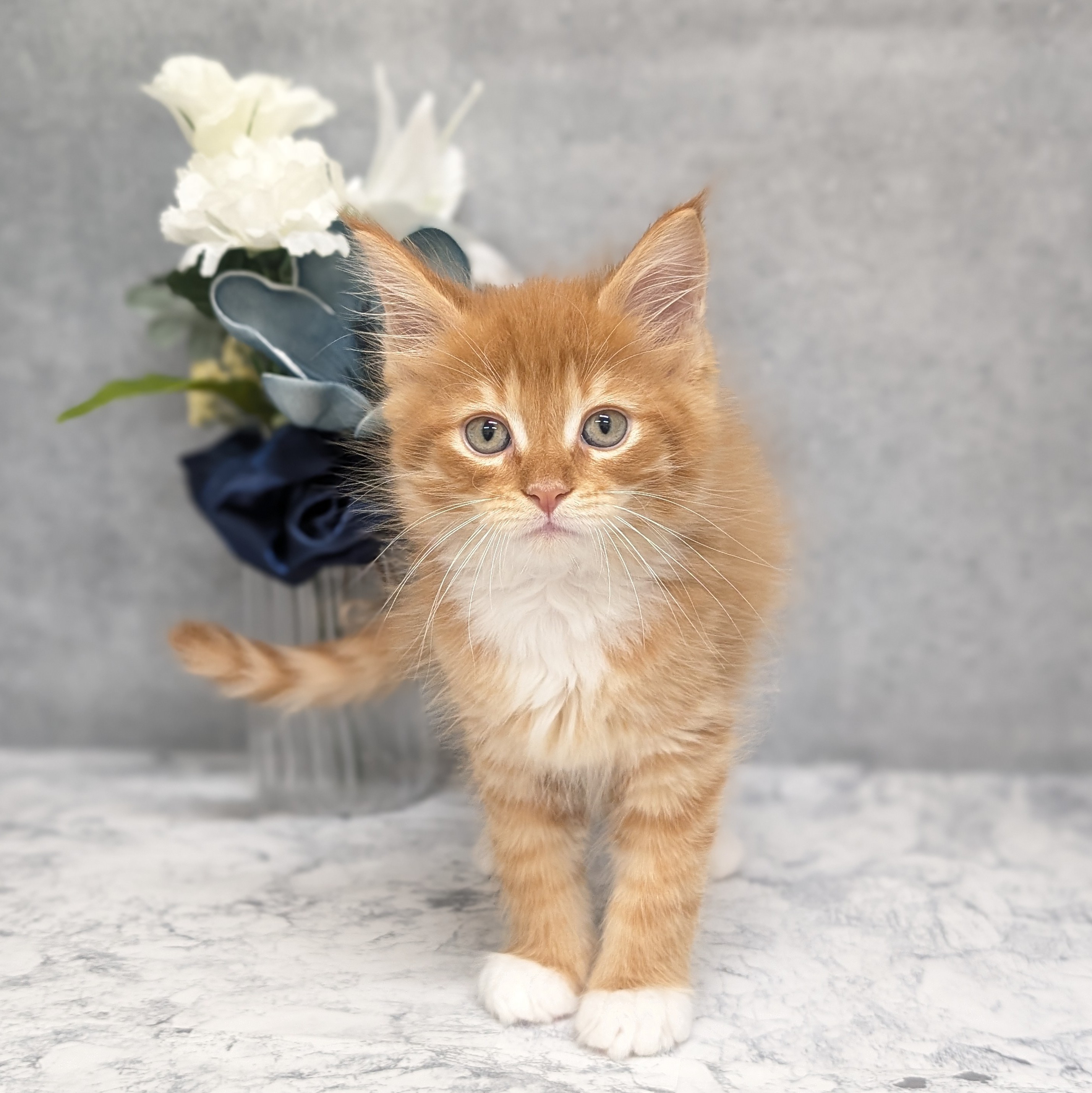 愛知県のメインクーン (犬の家＆猫の里安城店/2026年3月29日生まれ/男の子/レッドクラシックタビーホワイト)の子猫の2枚目の画像
