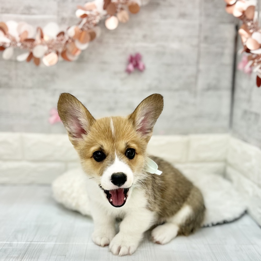 静岡県のウェルシュコーギーペンブローク (犬の家＆猫の里プレ葉ウォーク浜北店/2026年3月28日生まれ/男の子/セーブルホワイト)の子犬の2枚目の画像