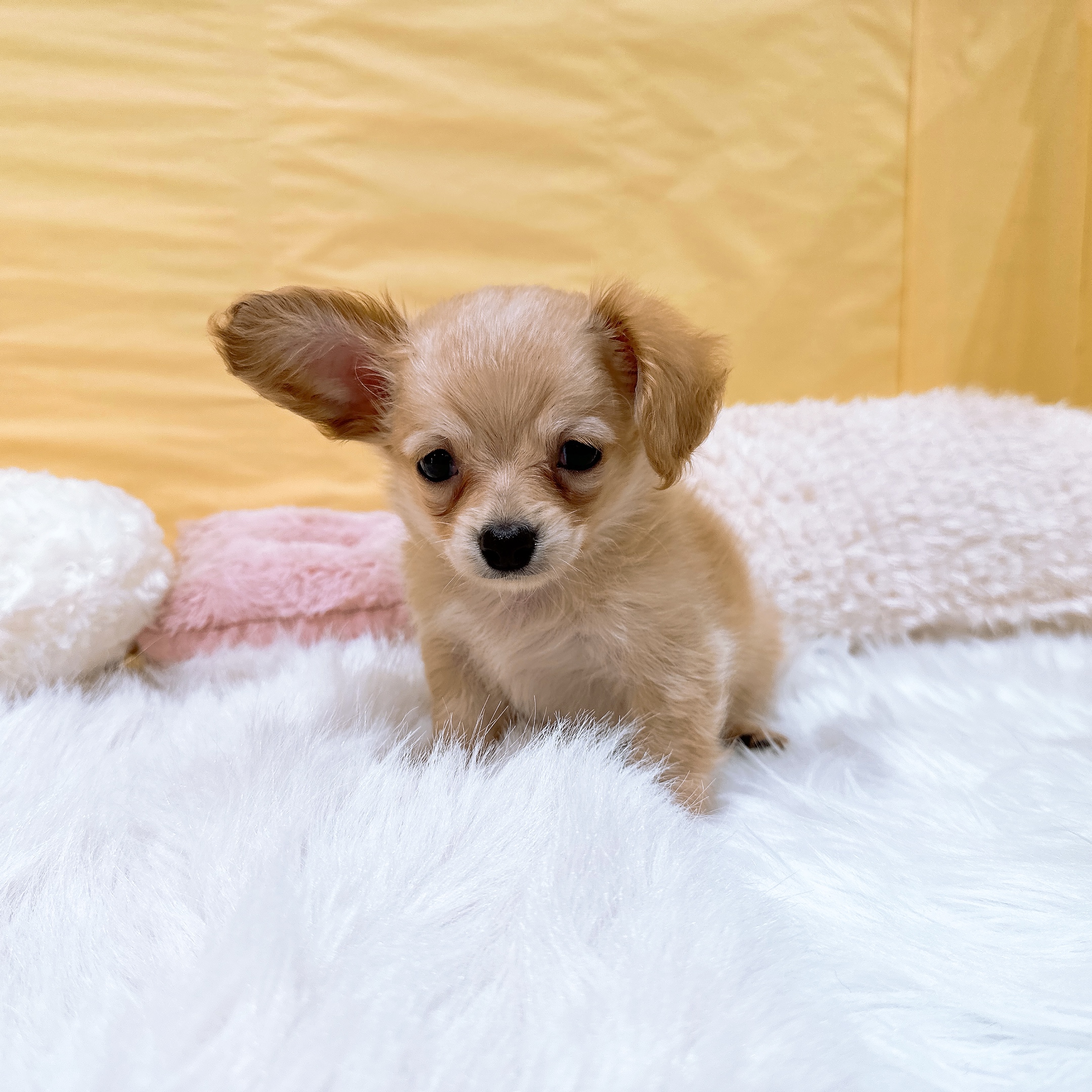 チワックス(チワワ×ダックス)(クリーム系)の子犬を価格や特徴で探す
