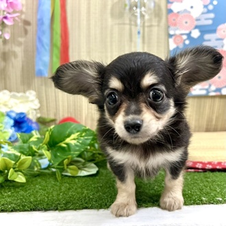 神奈川県のチワックス(チワワ×ダックス) (犬の家＆猫の里小田原店/2026年3月30日生まれ/女の子/ブラックタン)の子犬の1枚目の画像