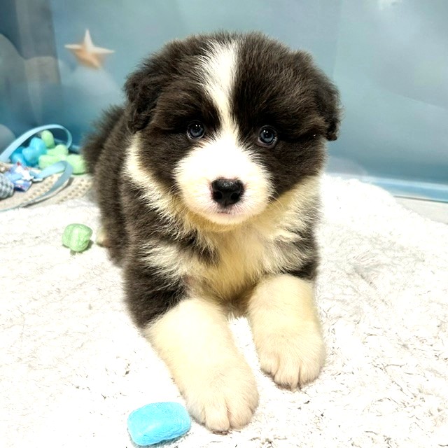 福岡県のボーダーコリー (犬の家＆猫の里トリアス久山店/2026年3月30日生まれ/女の子/ブルーホワイト)の子犬の2枚目の画像