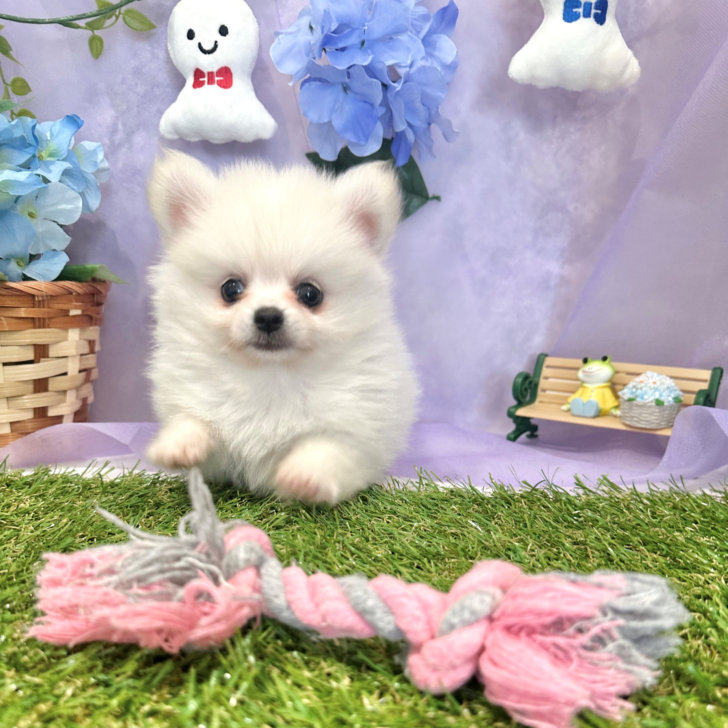 福岡県のポメチワ/チワポメ/ポメチー(ポメラニアン×チワワ) (犬の家＆猫の里くりえいと宗像店/2026年3月31日生まれ/男の子/ホワイト)の子犬の2枚目の画像