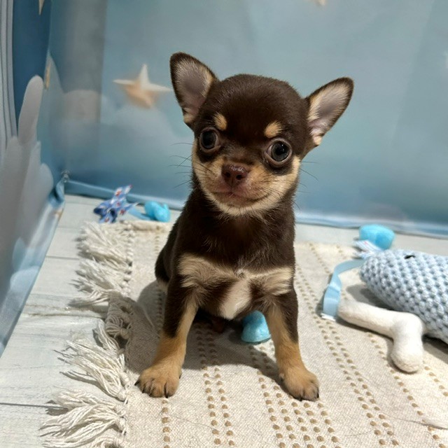福岡県のチワワ(スムース) (犬の家＆猫の里トリアス久山店/2026年3月30日生まれ/男の子/チョコレートタン)の子犬の2枚目の画像