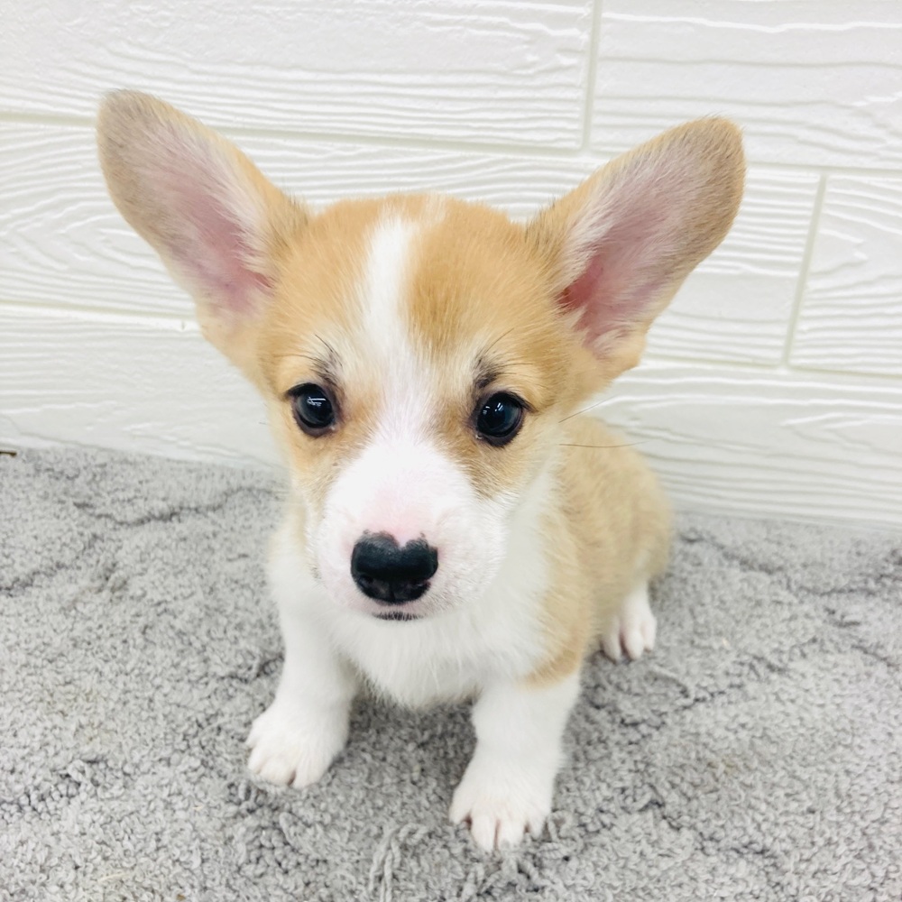 愛知県のウェルシュコーギーペンブローク (犬の家＆猫の里七宝店/2026年3月30日生まれ/男の子/レッドホワイト)の子犬の2枚目の画像
