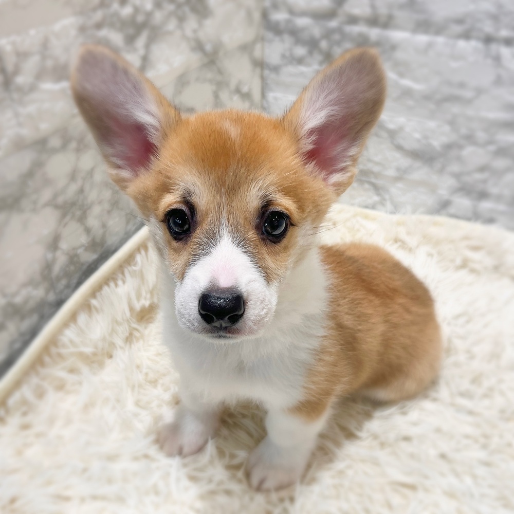 愛知県のウェルシュコーギーペンブローク (犬の家＆猫の里MiO香久山店/2026年3月30日生まれ/女の子/レッドホワイト)の子犬の2枚目の画像