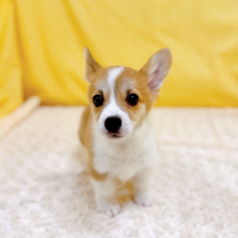 愛知県のウェルシュコーギーペンブローク (犬の家＆猫の里一宮店/2026年3月30日生まれ/女の子/レッドホワイト)の子犬の2枚目の画像