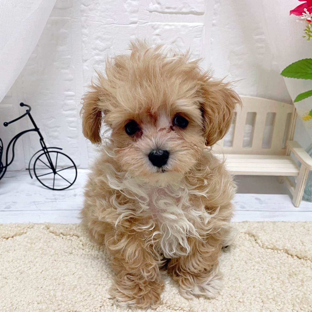 岡山県のマルプー(マルチーズ×プードル) (犬の家＆猫の里岡山店/2026年4月1日生まれ/男の子/アプリコットホワイト)の子犬の2枚目の画像