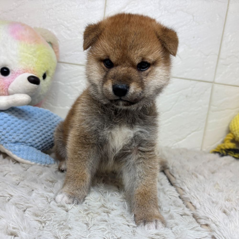 兵庫県の柴犬(標準サイズ) (犬の家＆猫の里ゆめタウン姫路店/2026年3月31日生まれ/男の子/赤)の子犬の2枚目の画像