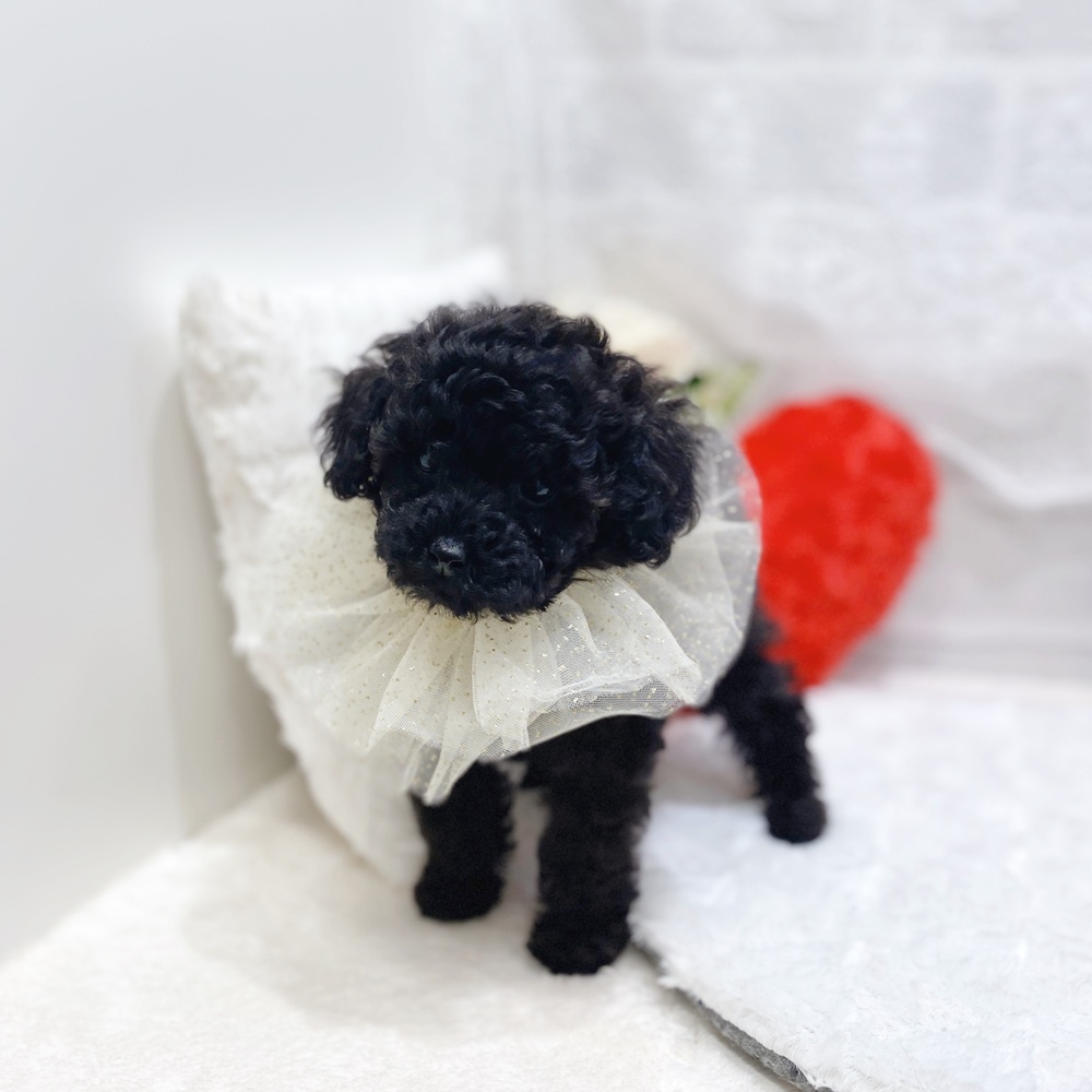 滋賀県のトイプードル(トイ) (犬の家＆猫の里長浜店/2026年3月31日生まれ/女の子/ブラック)の子犬の1枚目の画像