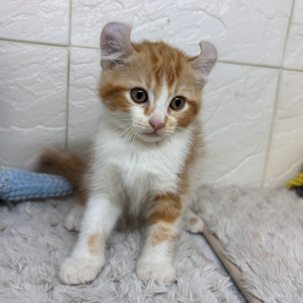 兵庫県のアメリカンカール (犬の家＆猫の里ゆめタウン姫路店/2026年4月1日生まれ/男の子/レッドタビーホワイト)の子猫の2枚目の画像
