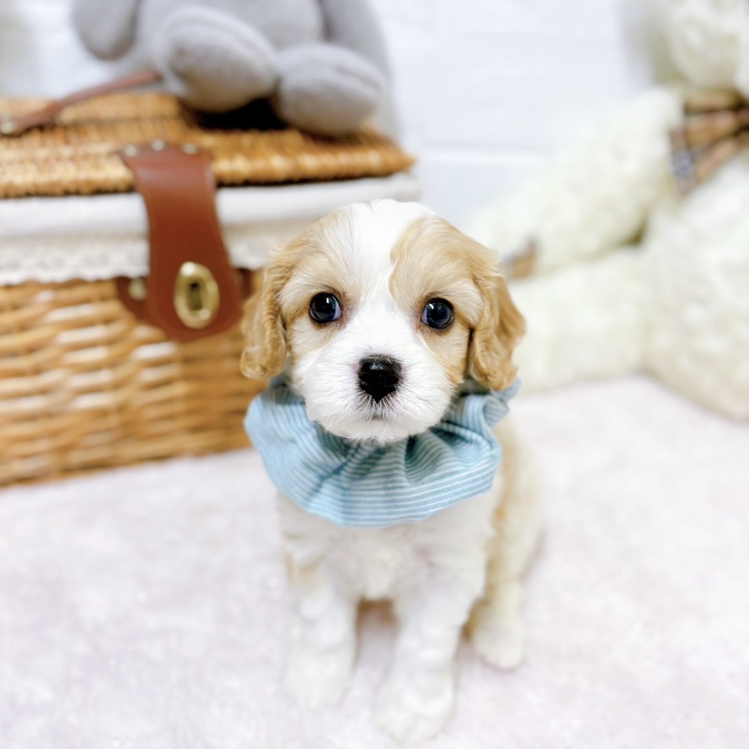 滋賀県のハーフ犬・ミックス犬 (犬の家＆猫の里近江八幡店/2026年3月31日生まれ/男の子/ホワイトクリーム)の子犬の1枚目の画像