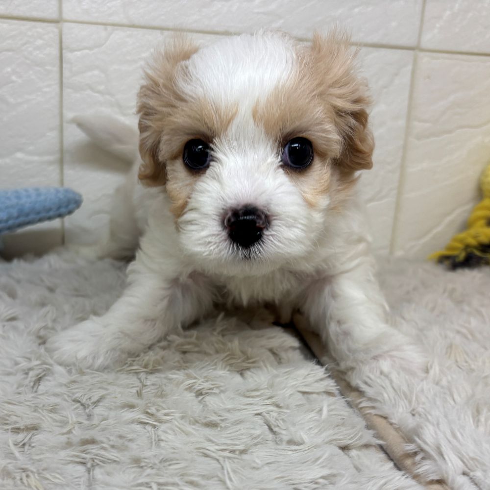 兵庫県のハーフ犬・ミックス犬 (犬の家＆猫の里ゆめタウン姫路店/2026年3月31日生まれ/男の子/ホワイトクリーム)の子犬の2枚目の画像