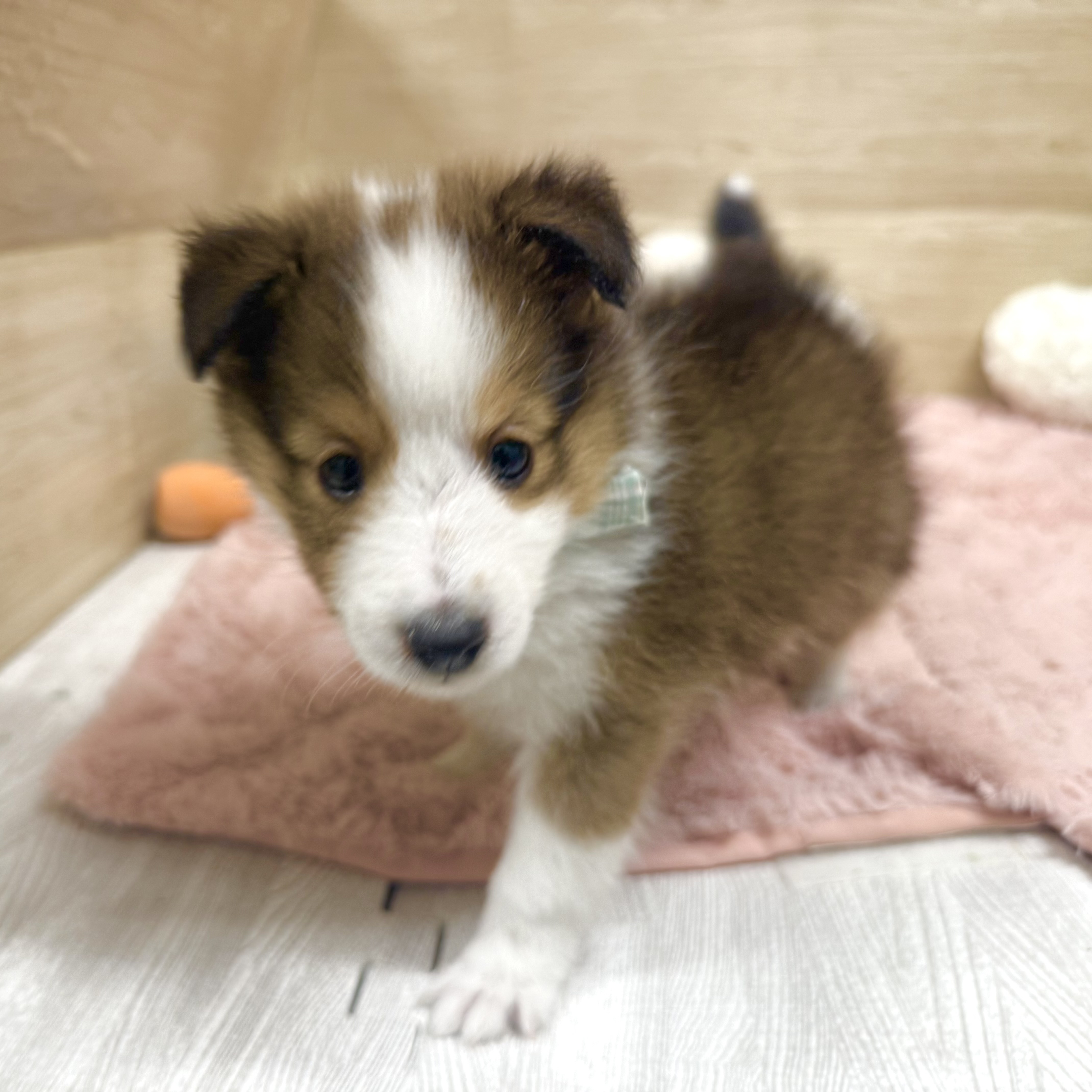 大阪府のシェットランドシープドッグ (犬の家＆猫の里そよら東岸和田店/2026年4月2日生まれ/女の子/セーブルホワイト)の子犬の2枚目の画像
