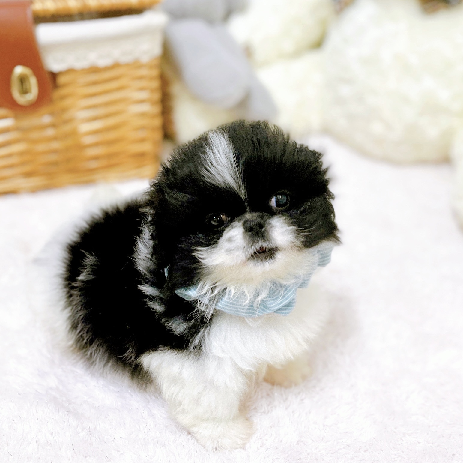 滋賀県のペキニーズ (犬の家＆猫の里近江八幡店/2026年4月1日生まれ/男の子/ホワイトブラック)の子犬の2枚目の画像