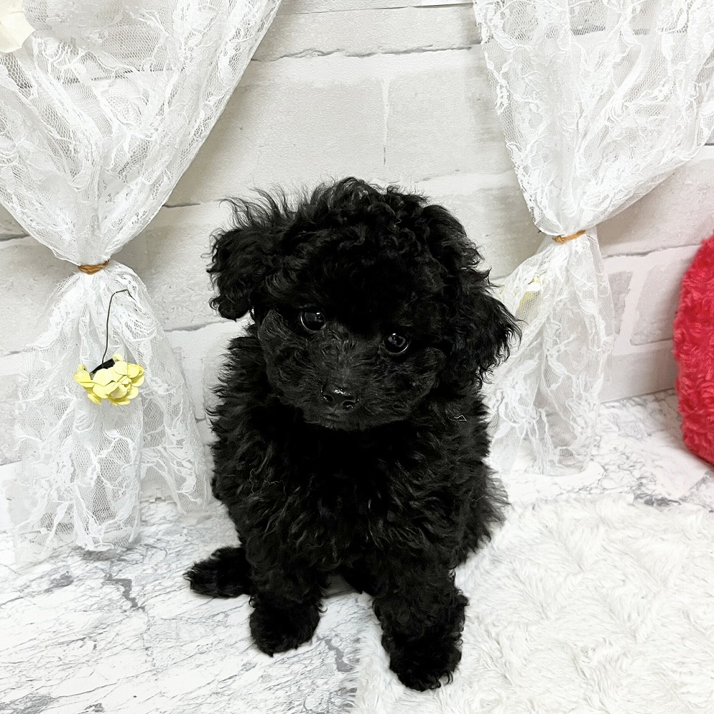 京都府のトイプードル(トイ) (犬の家＆猫の里京都精華店/2026年3月31日生まれ/女の子/ブラック)の子犬の1枚目の画像