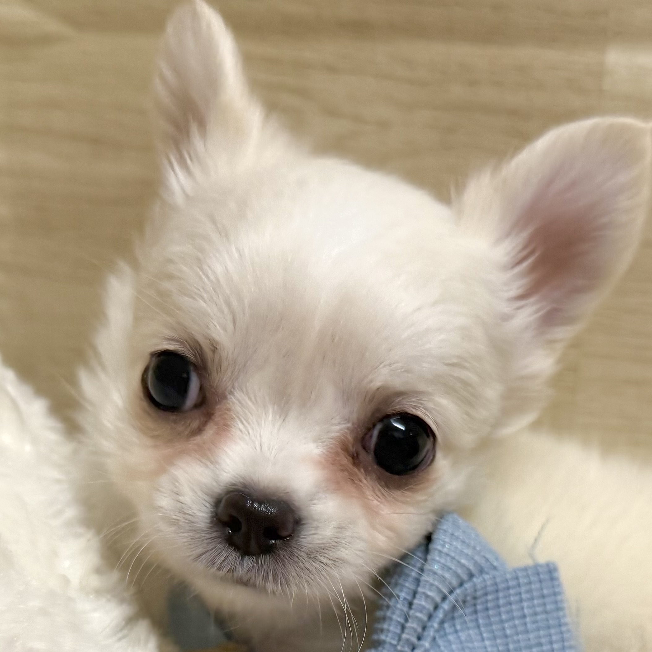 大阪府のチワワ(ロング) (犬の家＆猫の里そよら東岸和田店/2026年4月1日生まれ/女の子/クリーム)の子犬の1枚目の画像