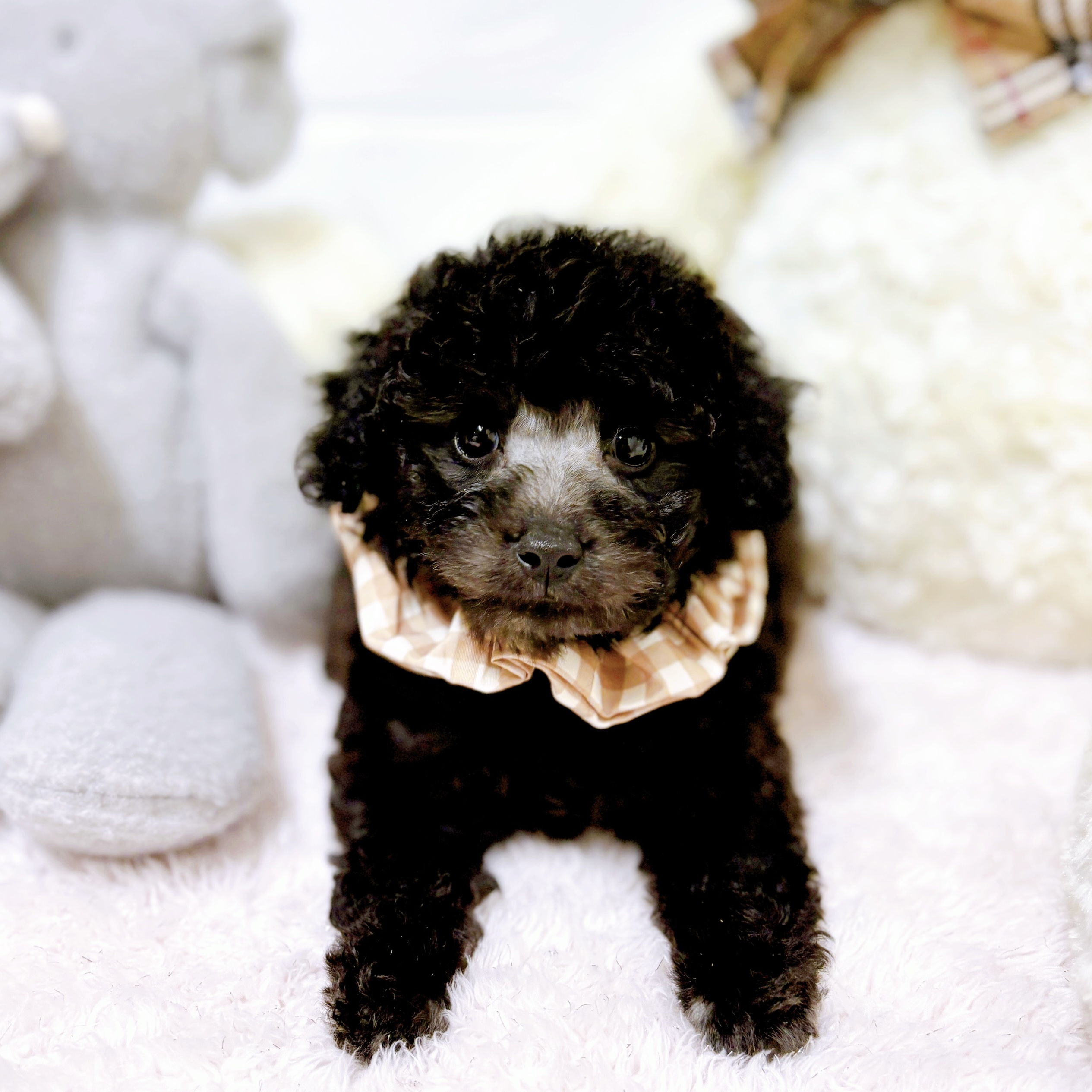 オレンジ(橙系)のタイニープードルの子犬一覧 | ペットショップ 犬の家