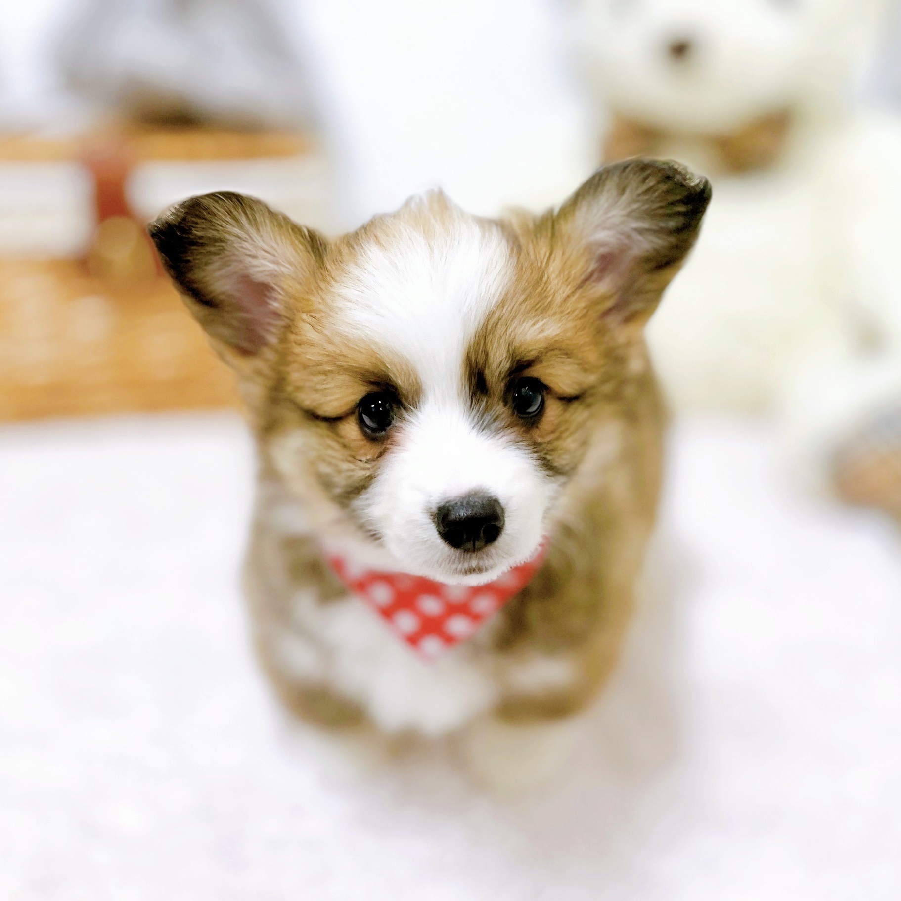 滋賀県のウェルシュコーギーペンブローク (犬の家＆猫の里近江八幡店/2026年4月1日生まれ/女の子/レッドホワイト)の子犬の2枚目の画像