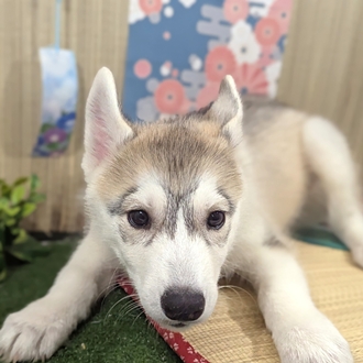 神奈川県のシベリアンハスキー (犬の家＆猫の里小田原店/2026年3月23日生まれ/女の子/シルバーホワイト)の子犬の1枚目の画像