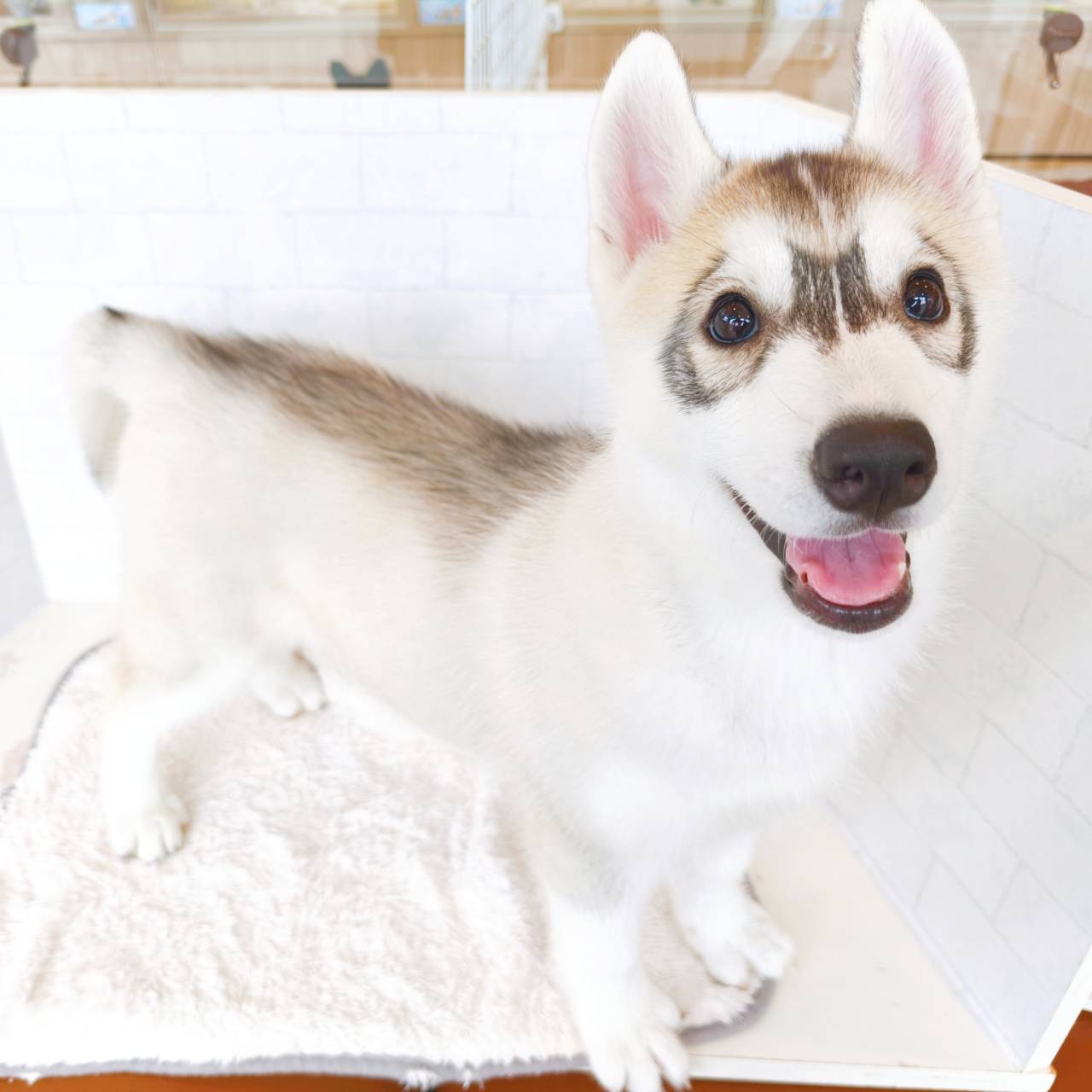 石川県のシベリアンハスキー (犬の家＆猫の里金沢店/2026年3月23日生まれ/女の子/シルバーホワイト)の子犬の2枚目の画像