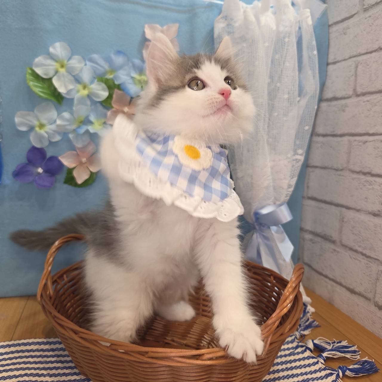 長野県のノルウェージャンフォレストキャット (犬の家＆猫の里カインズ梓川店/2026年4月1日生まれ/男の子/ブルータビーホワイト)の子猫の2枚目の画像