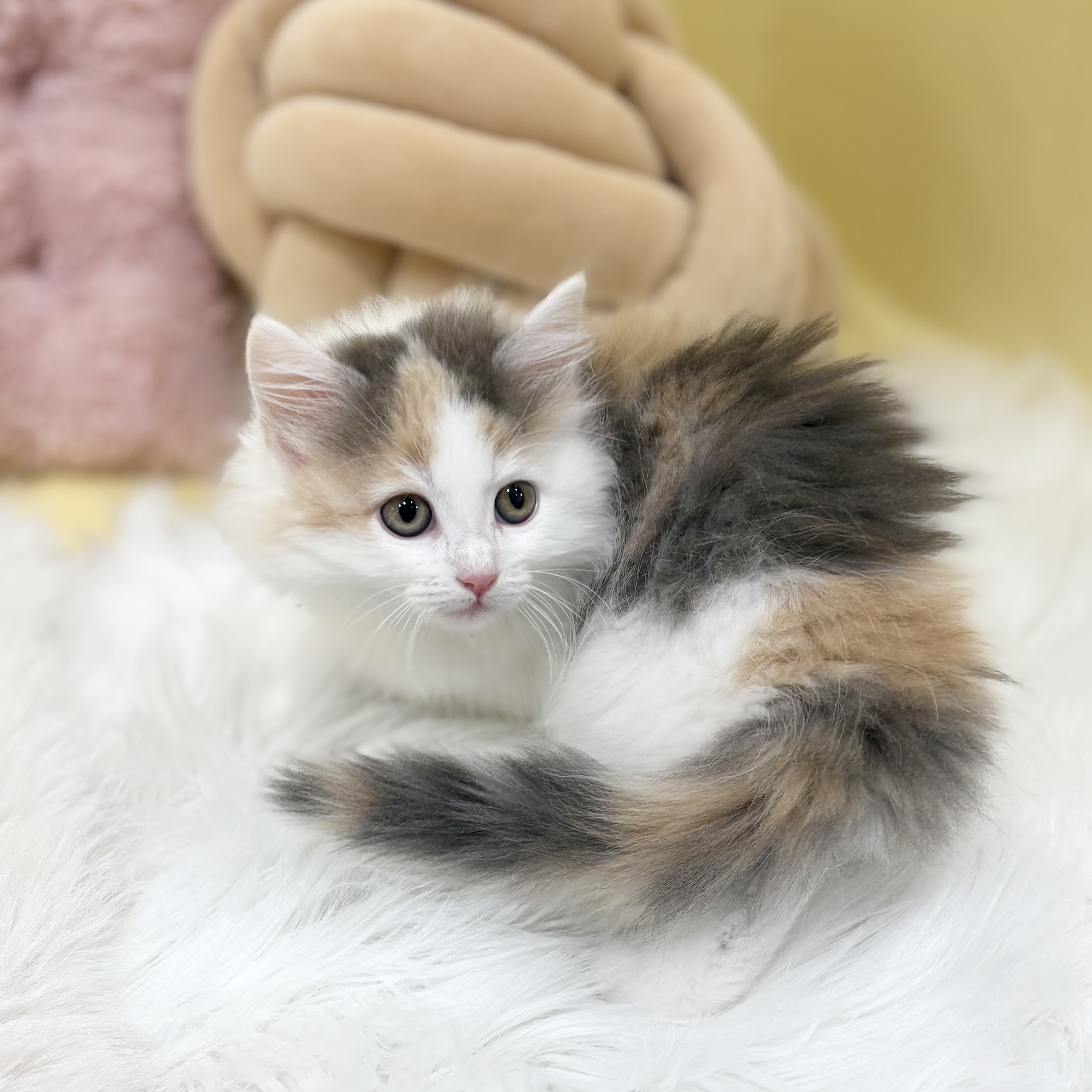 神奈川県のノルウェージャンフォレストキャット (犬の家＆猫の里元住吉ブレーメン通り店/2026年4月1日生まれ/女の子/ブルーパッチドタビーホワイト)の子猫の2枚目の画像