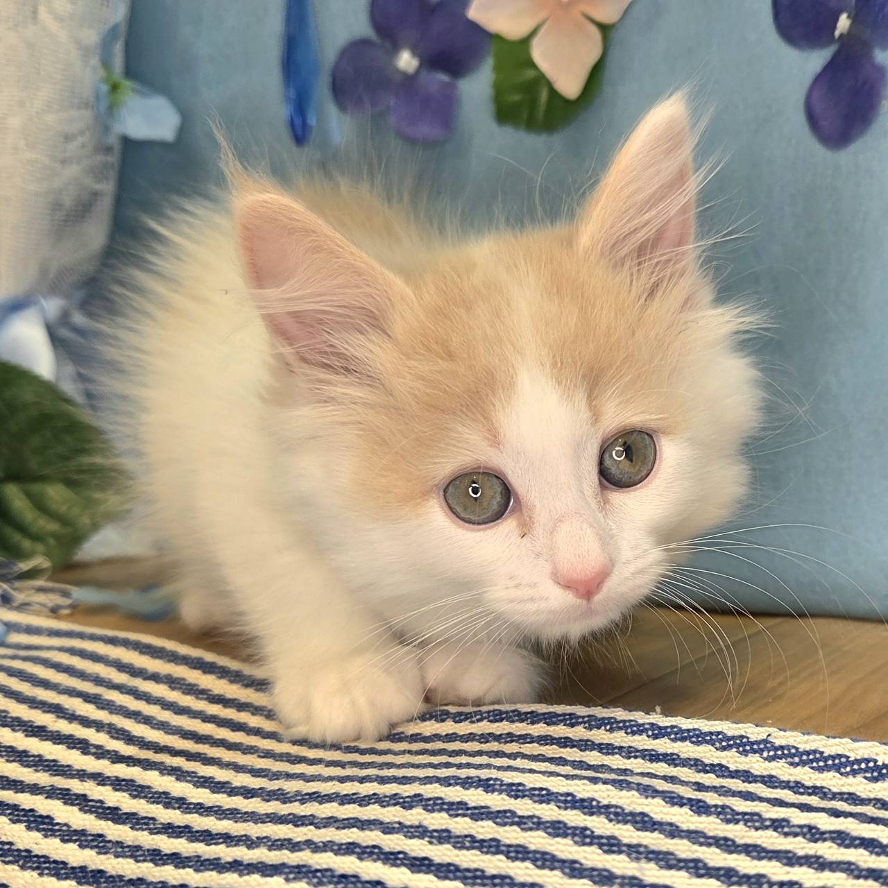 長野県のマンチカン (犬の家＆猫の里カインズ梓川店/2026年4月2日生まれ/男の子/クリームタビーホワイト)の子猫の2枚目の画像