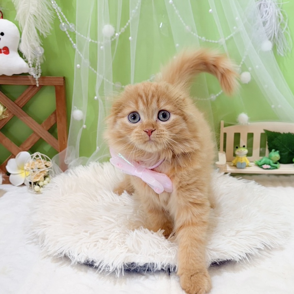 静岡県のスコティッシュフォールド (犬の家＆猫の里富士店/2026年3月27日生まれ/女の子/レッドタビー)の子猫の1枚目の画像