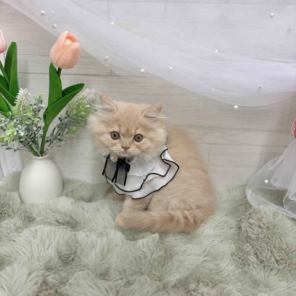 神奈川県のスコティッシュフォールド (犬の家＆猫の里相模原店/2026年3月26日生まれ/女の子/クリームタビー)の子猫の2枚目の画像