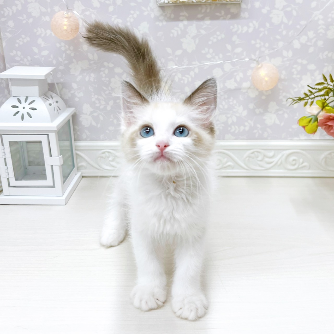 富山県のラグドール (犬の家＆猫の里アミーゴ山室店/2026年3月28日生まれ/男の子/シールポイントバイカラー)の子猫の2枚目の画像